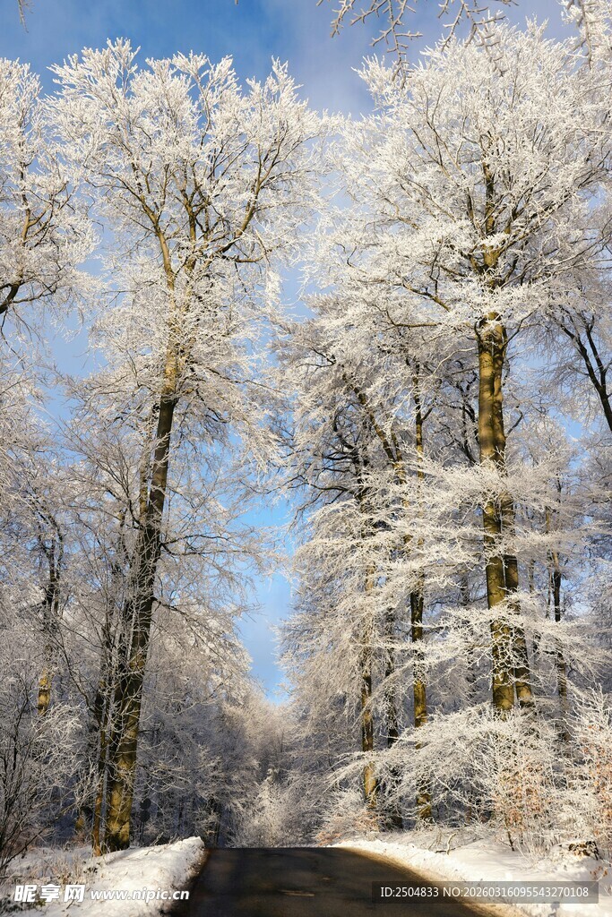 雪覆树林中的静谧道路