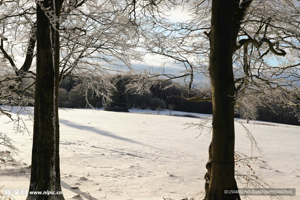 冬日雪景中的林间风光