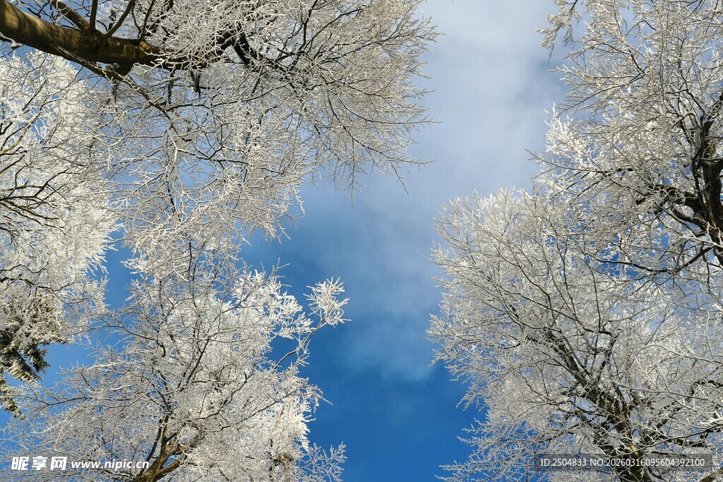 仰观雪覆树木蓝天美景