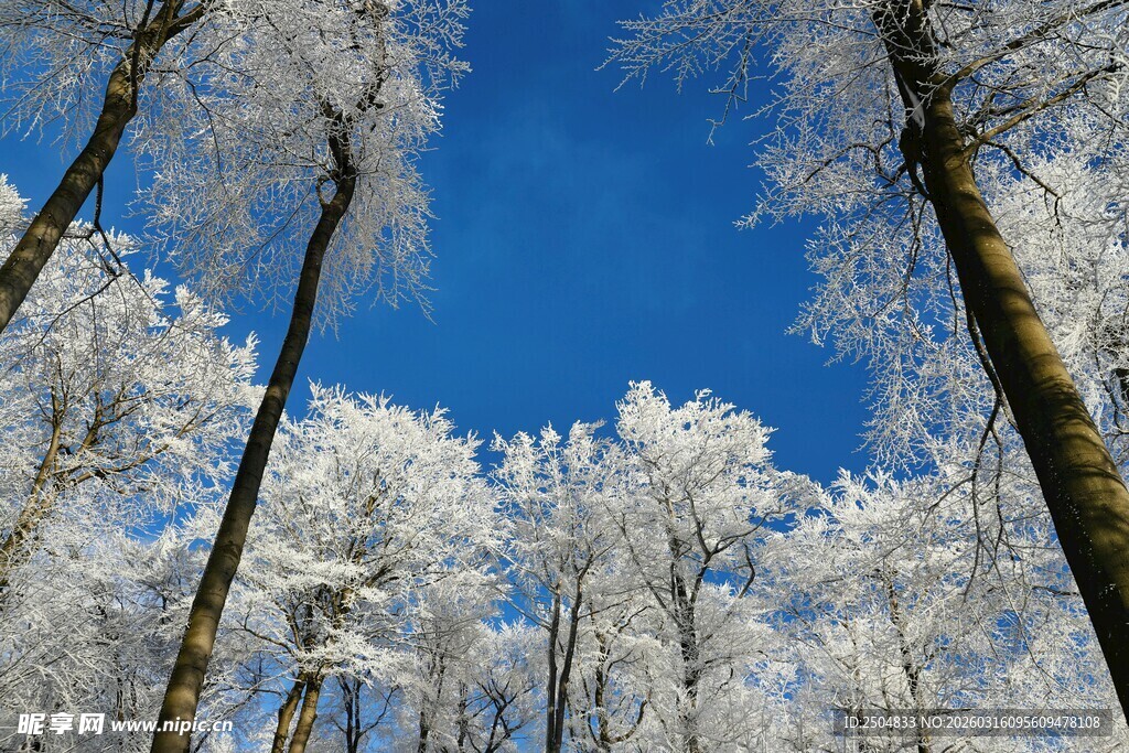 冬日雪覆树林美景