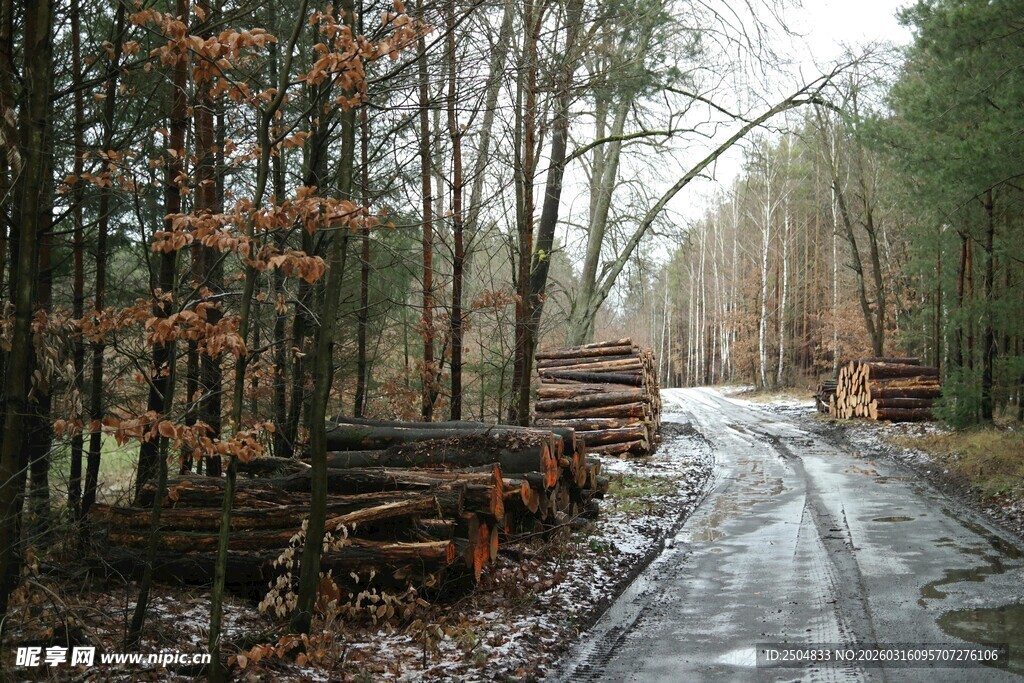 林间伐木场景
