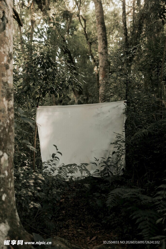 森林中的神秘白色物体