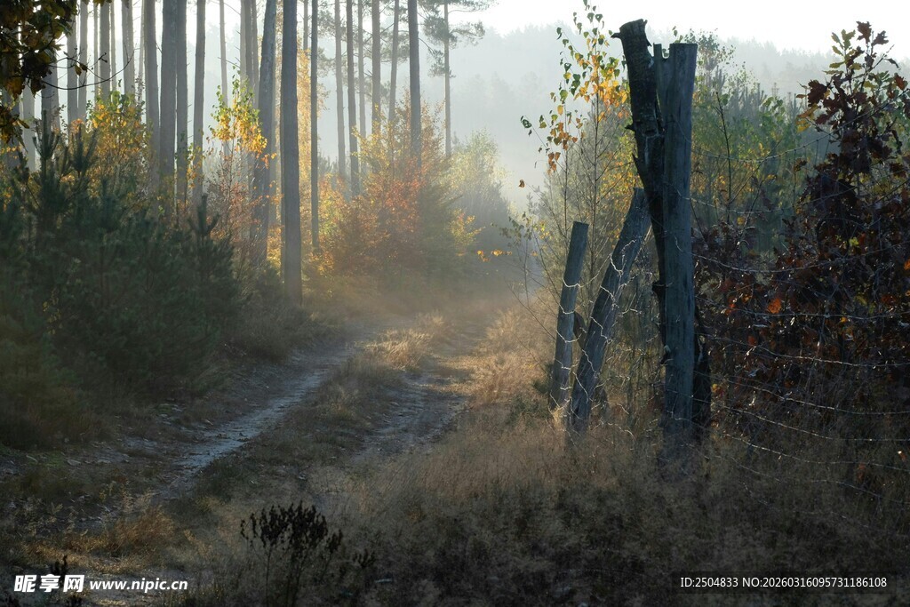 林间晨光中的围栏小路