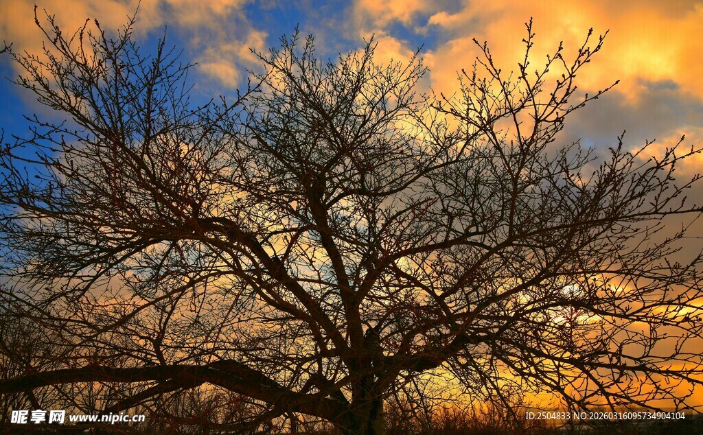 夕阳下的光秃树木美景