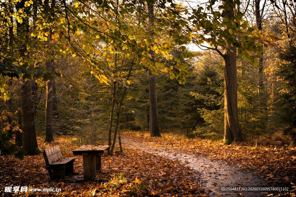 秋日林间长椅 落叶铺径