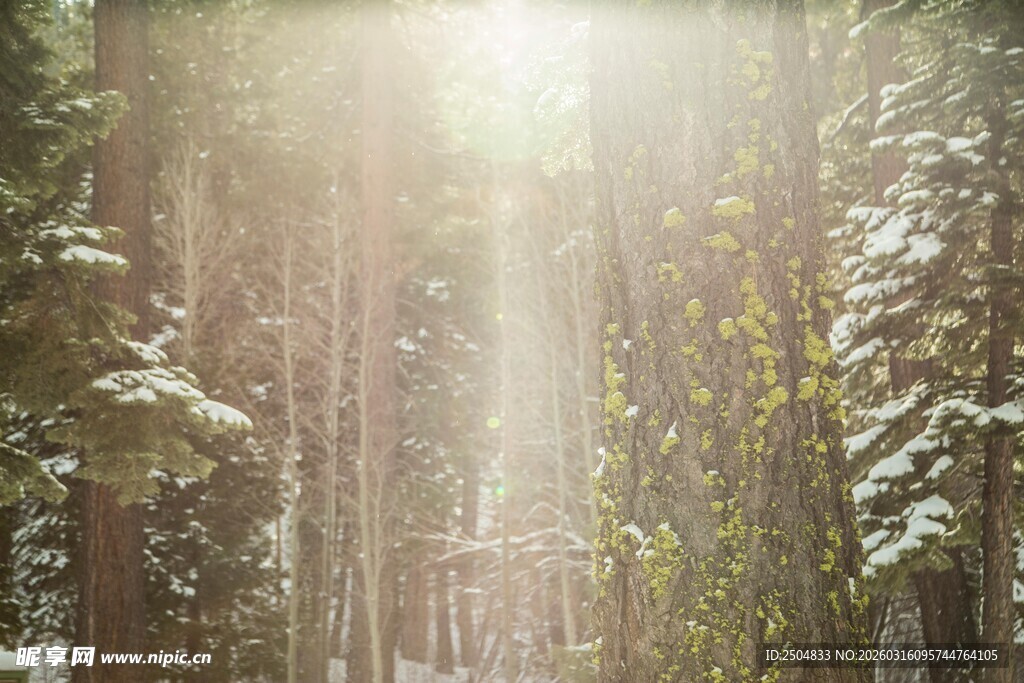 冬日雪林阳光洒落美景