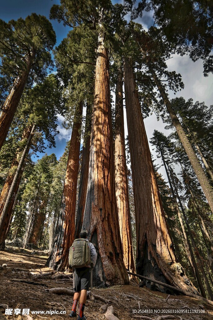 人置身高大红杉树林中
