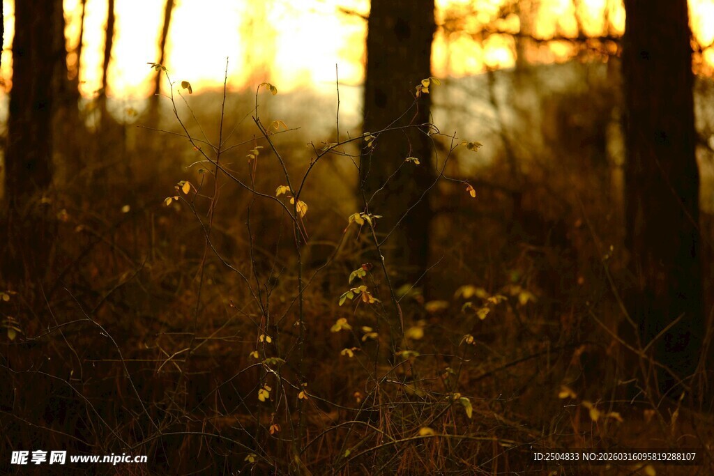 林间晨光中的静谧草木