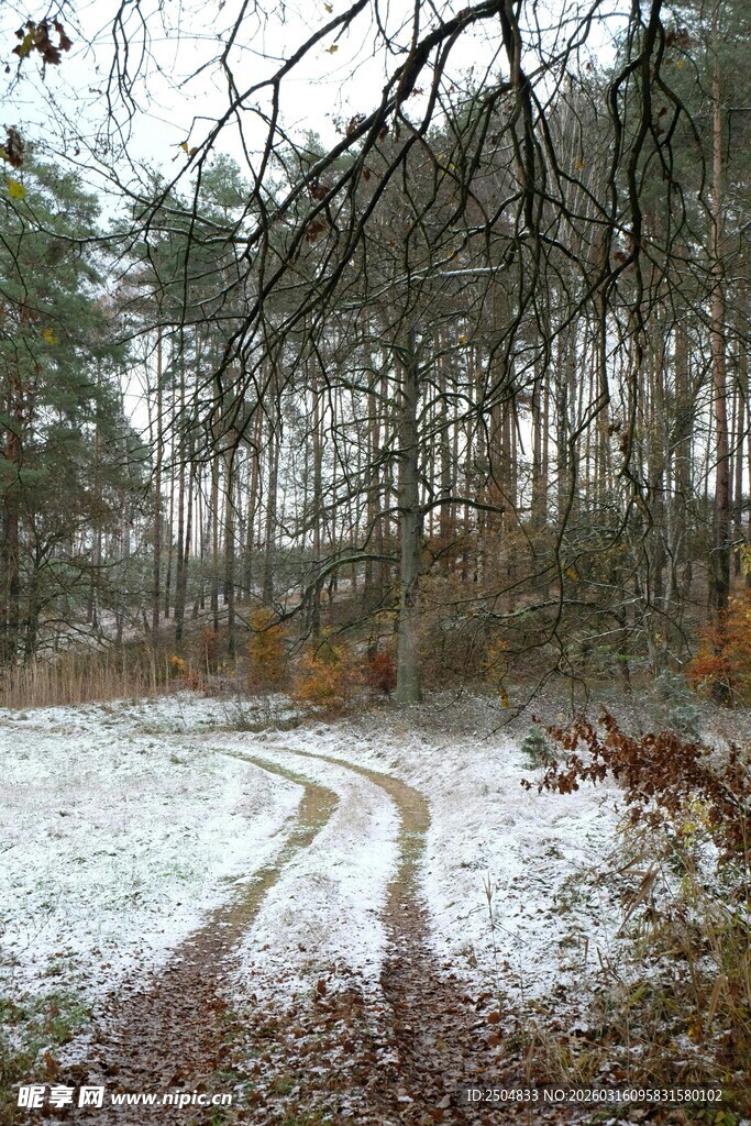 雪后林间车辙小道