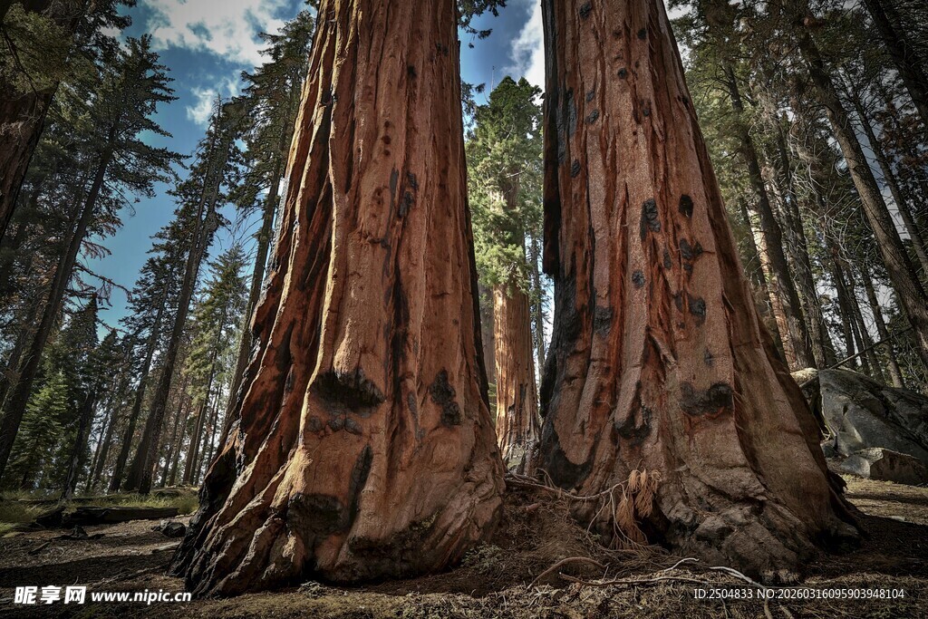 壮观巨杉 森林中的伟岸身影