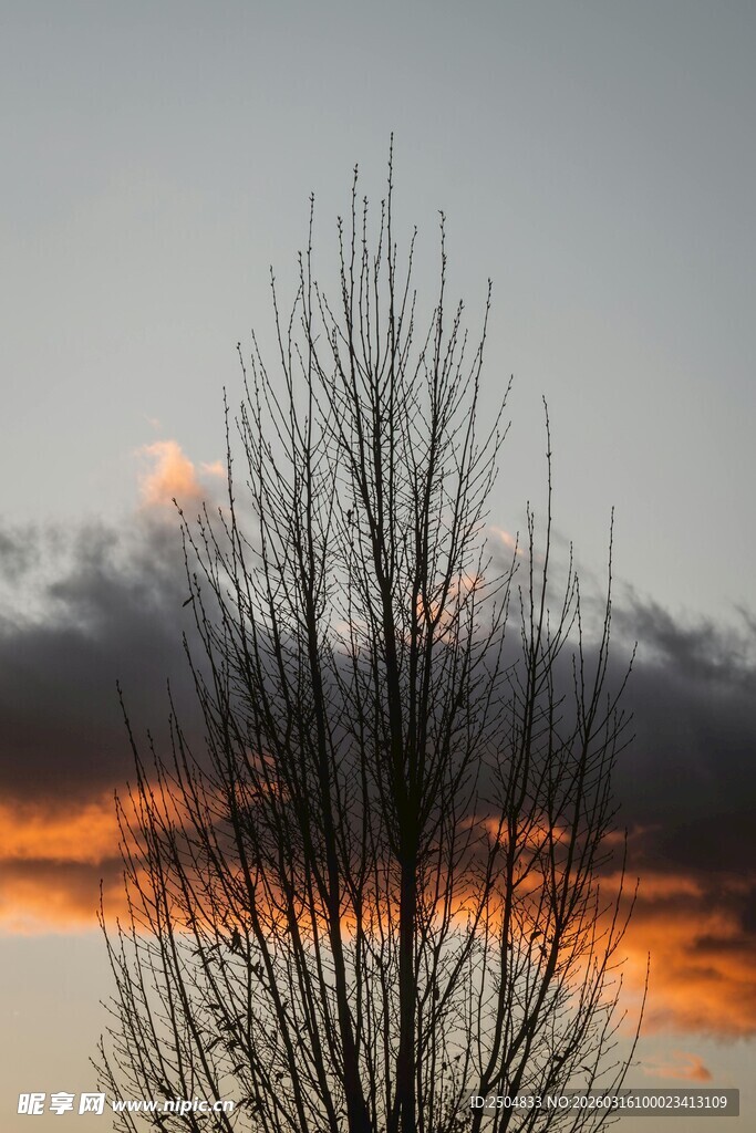 夕阳下的枯树剪影