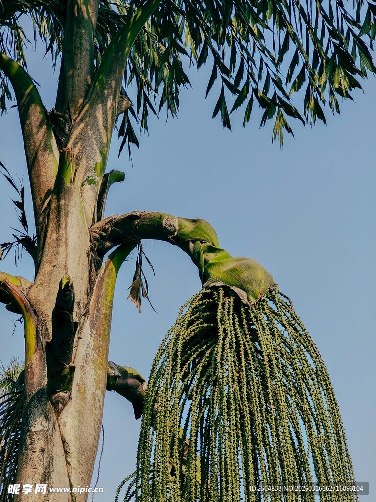 奇特弯折的棕榈树