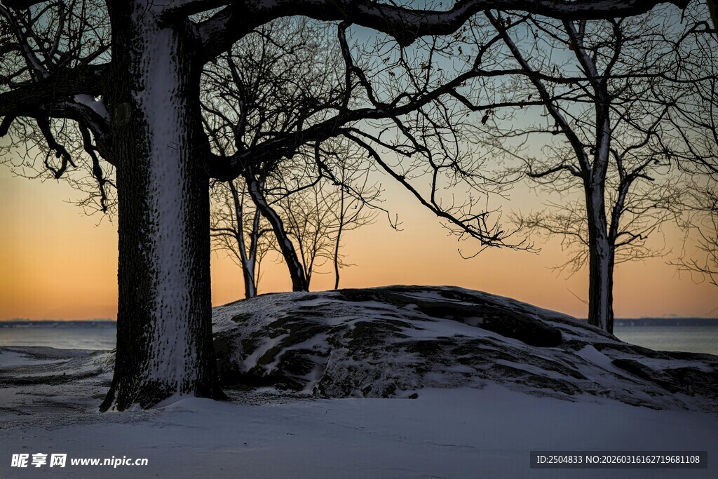 冬日黄昏下的树林雪景