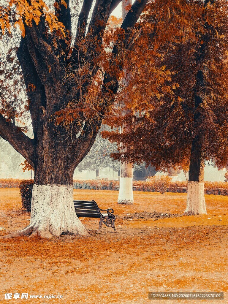 秋日公园大树下的静谧长椅