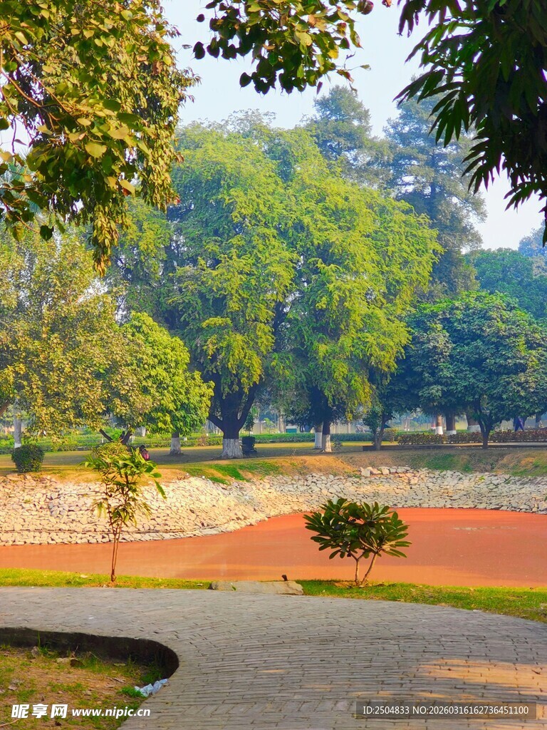 公园中的宁静林荫步道