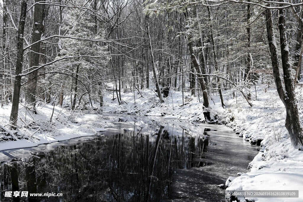 冬日雪林中小溪静谧之景