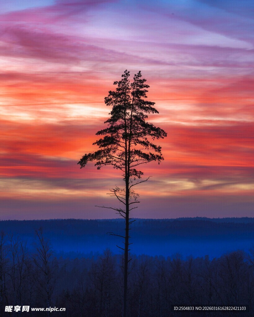 夕阳下的孤树美景