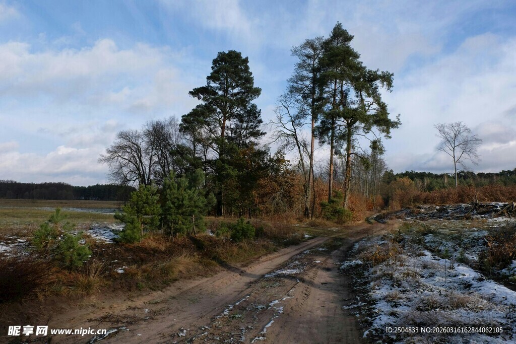 冬日林间土路风景