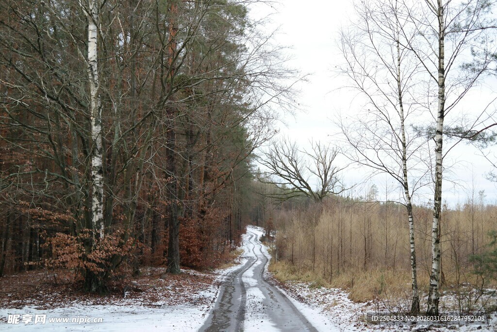 冬日雪覆林间小路