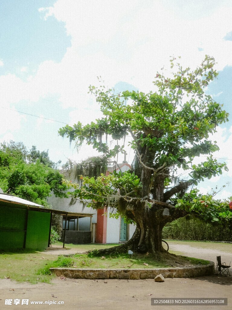 乡村大树旁的小屋风景