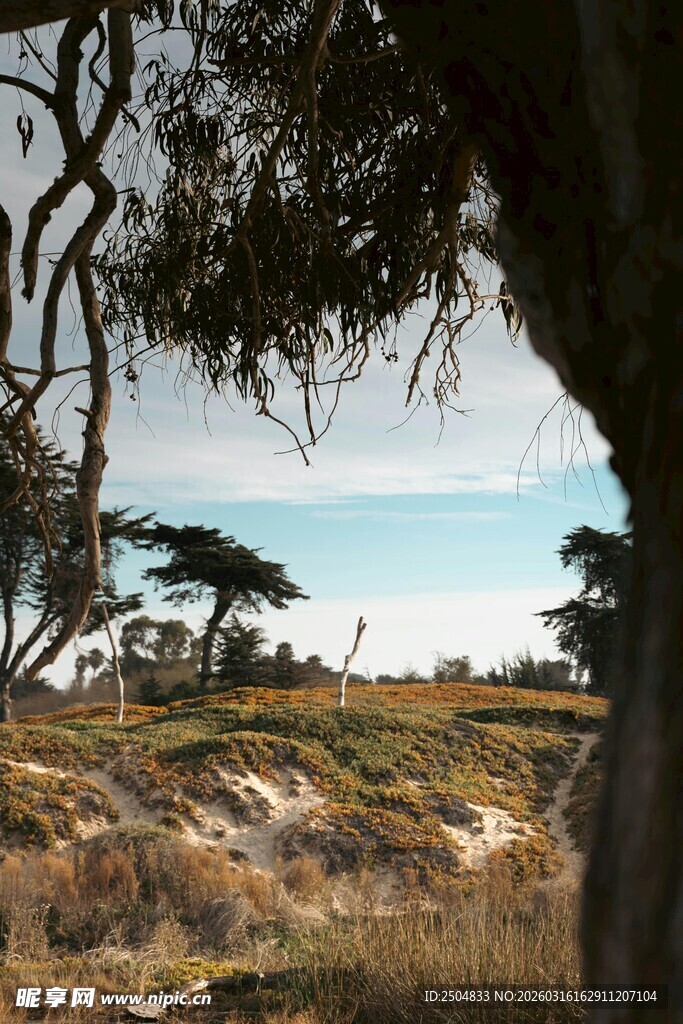 户外自然风景中的树木景观