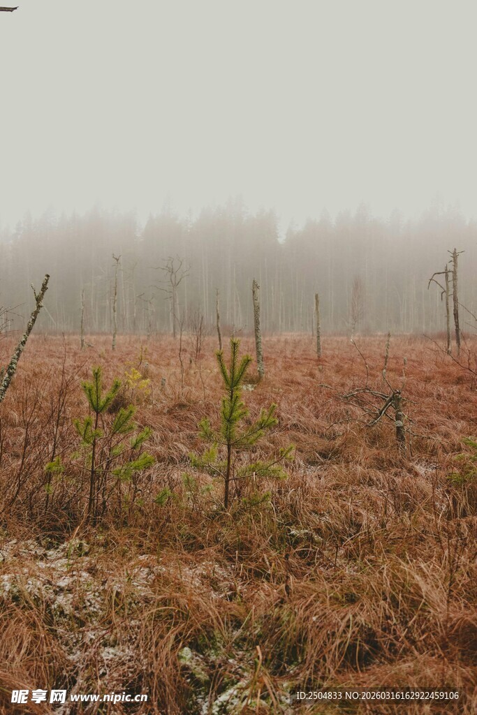 雾中荒野景象