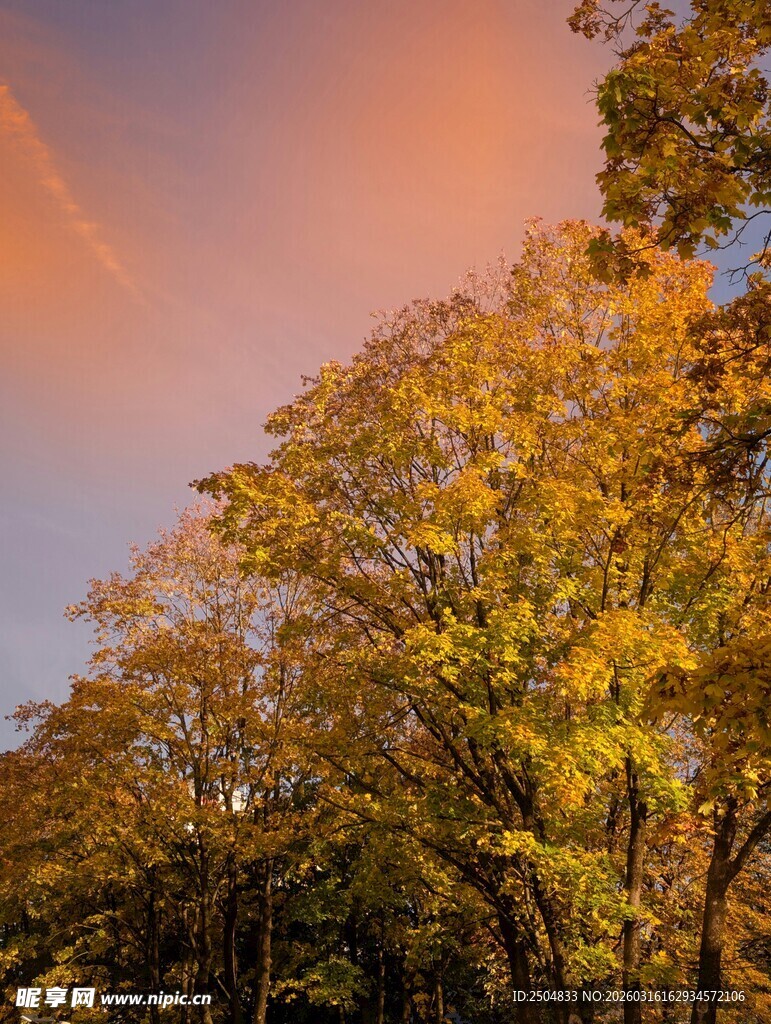 秋日绚烂树林上空的霞光