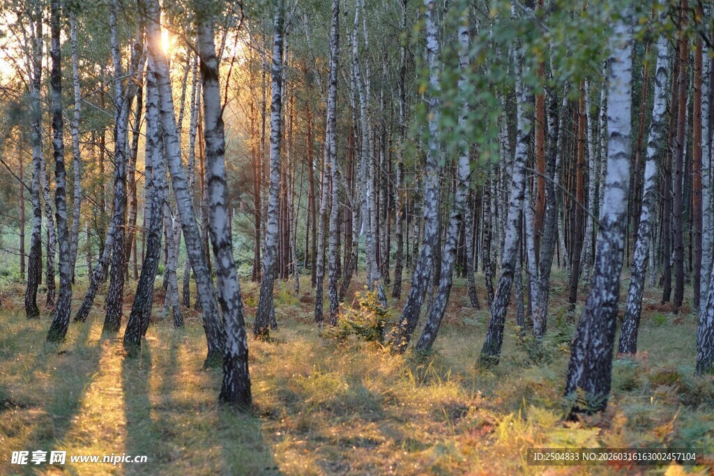 秋日晨林间光影美景