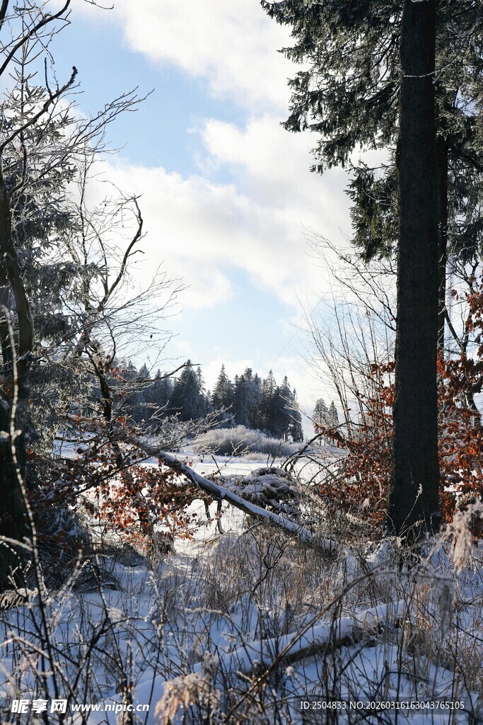 冬日雪覆树林景致