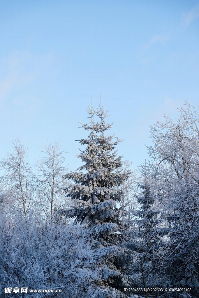 冬日雪景中的银白松林