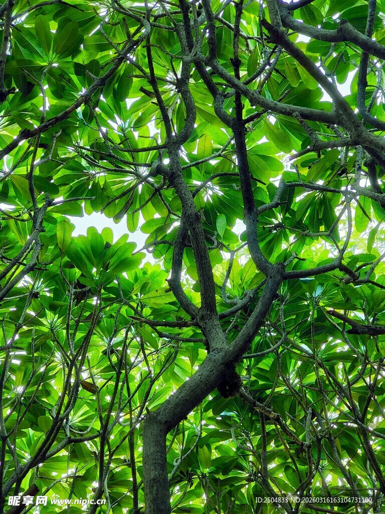 繁茂绿意中的弯曲树枝