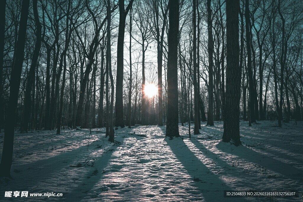 冬日雪林 阳光洒落林间