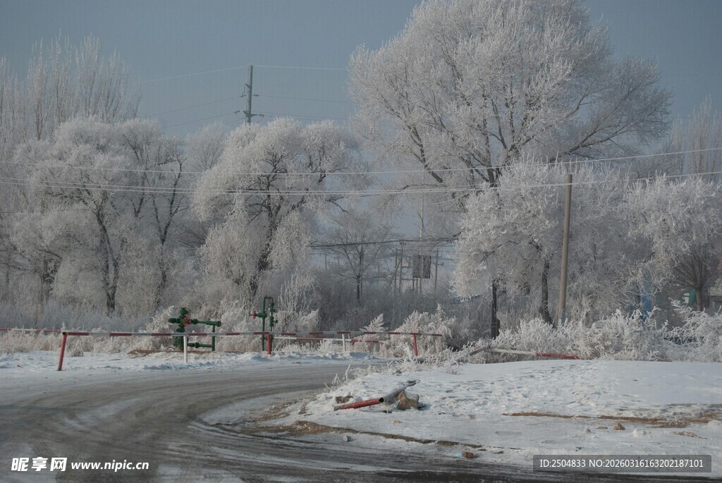 冬日雪覆道路与银装树木