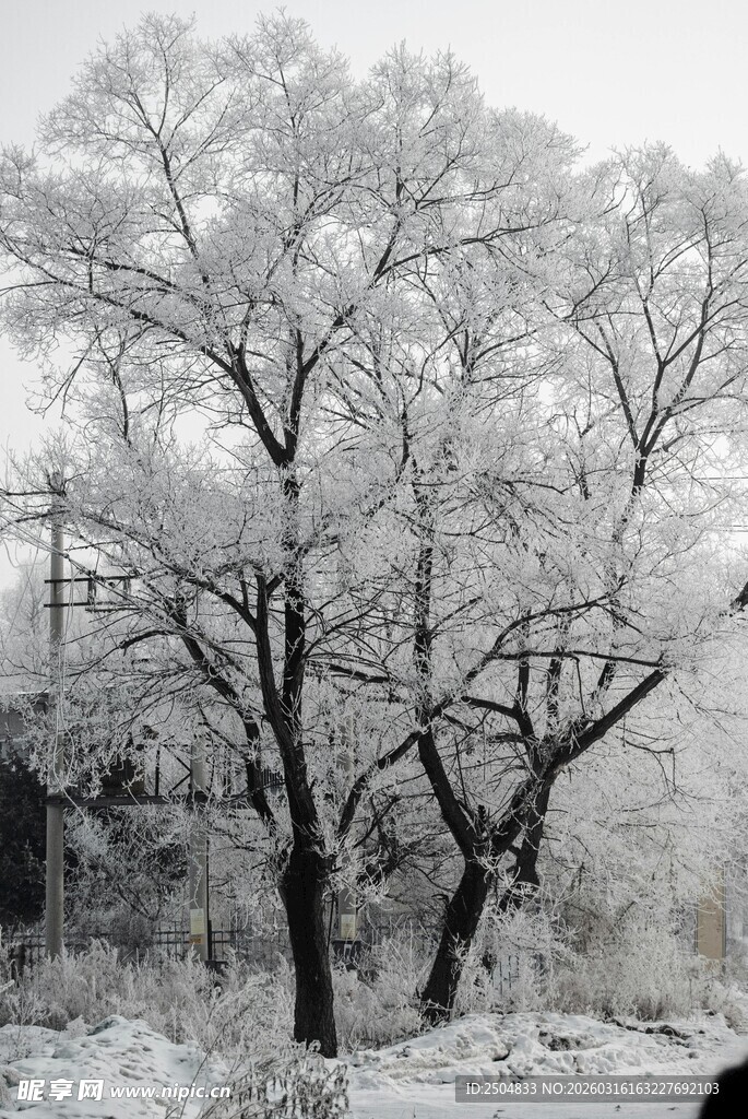 冬日雪覆树木美景