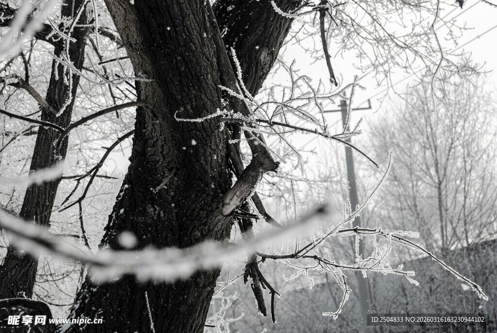 冬日银枝 冰雪覆树之景