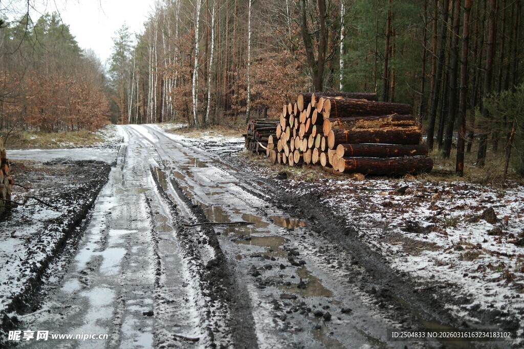冬日林间运木材的泥泞道路