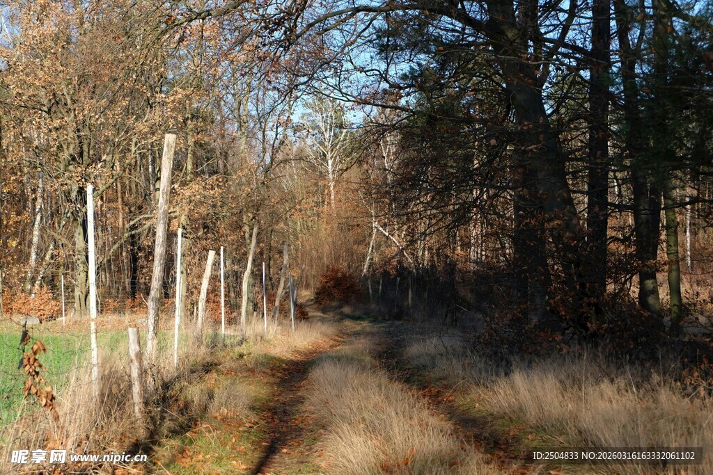 林间小道 秋日静谧风光