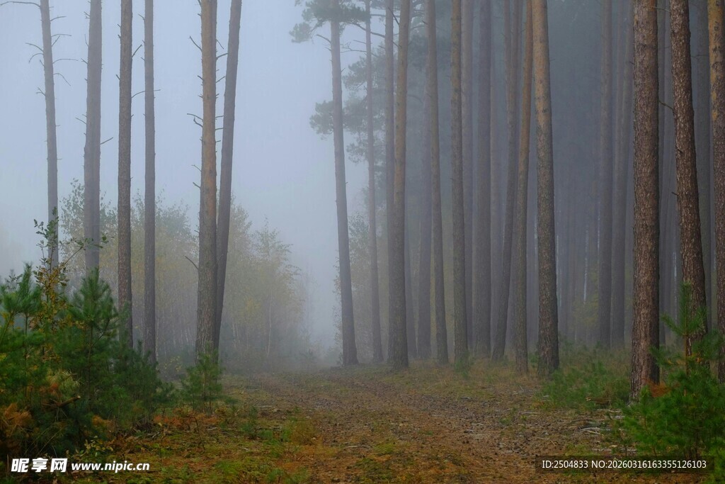 迷雾中的静谧森林小道
