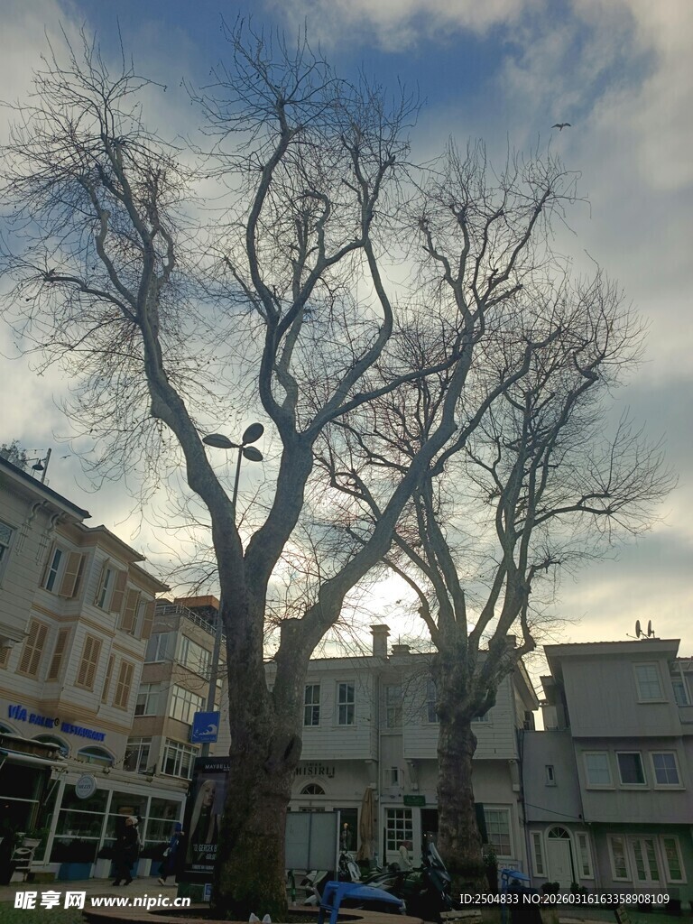 冬日街头光秃树木景象