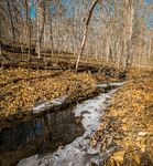 秋日溪边落叶树林美景