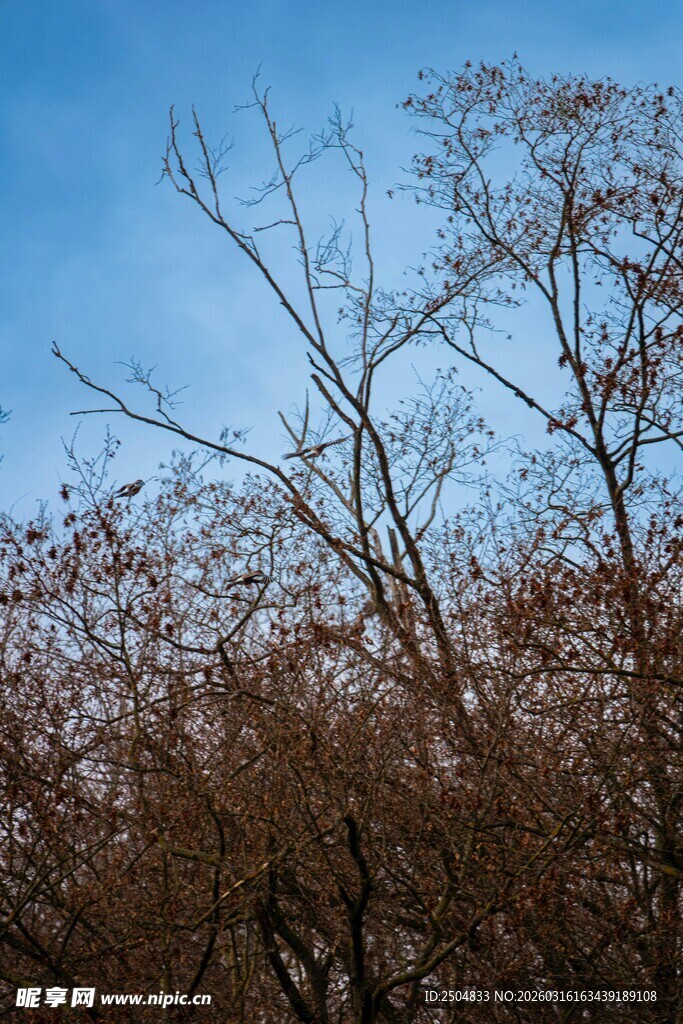 蓝天映衬下的褐枝树木