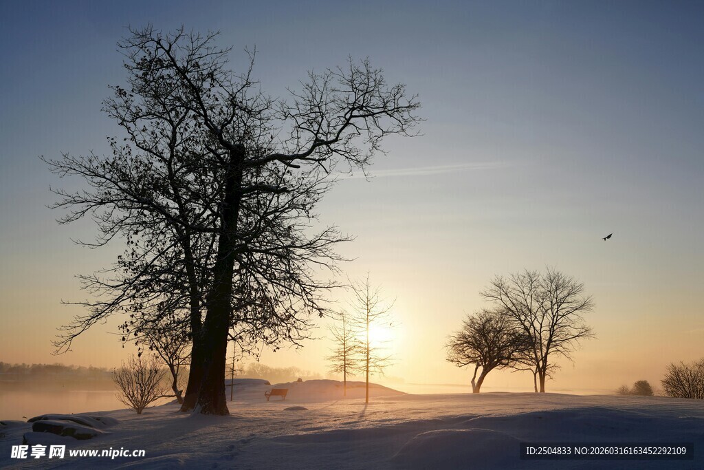 冬日雪野中的枯树与夕阳