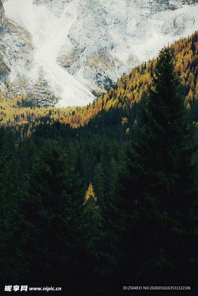 山林雪景 绿意与白雪交织