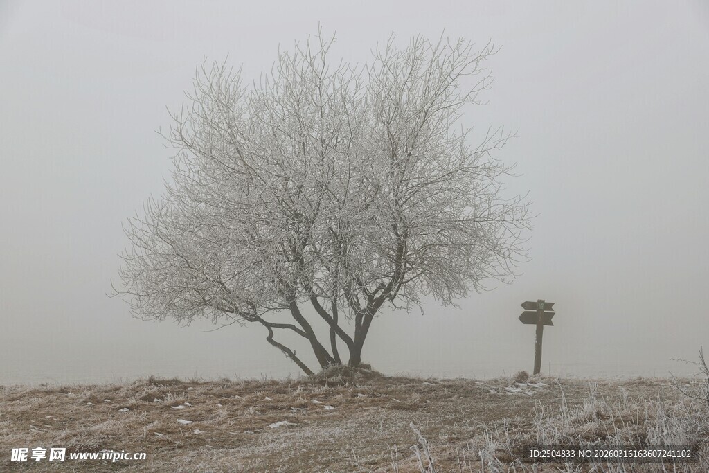 雾中孤树 尽显萧瑟之美
