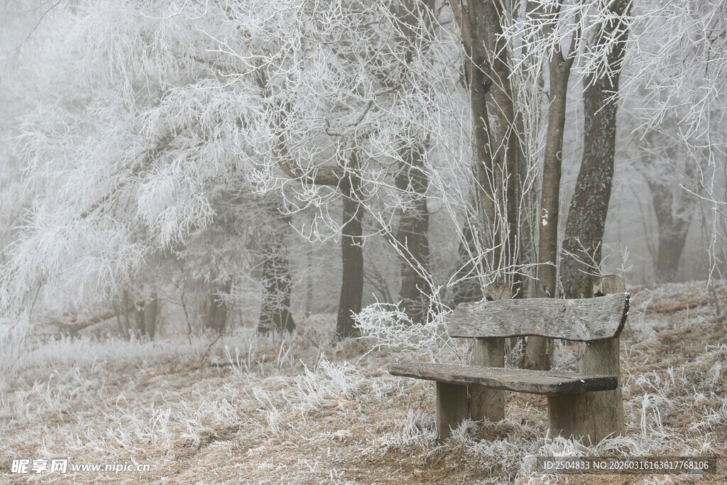 雪覆树林中的静谧长椅
