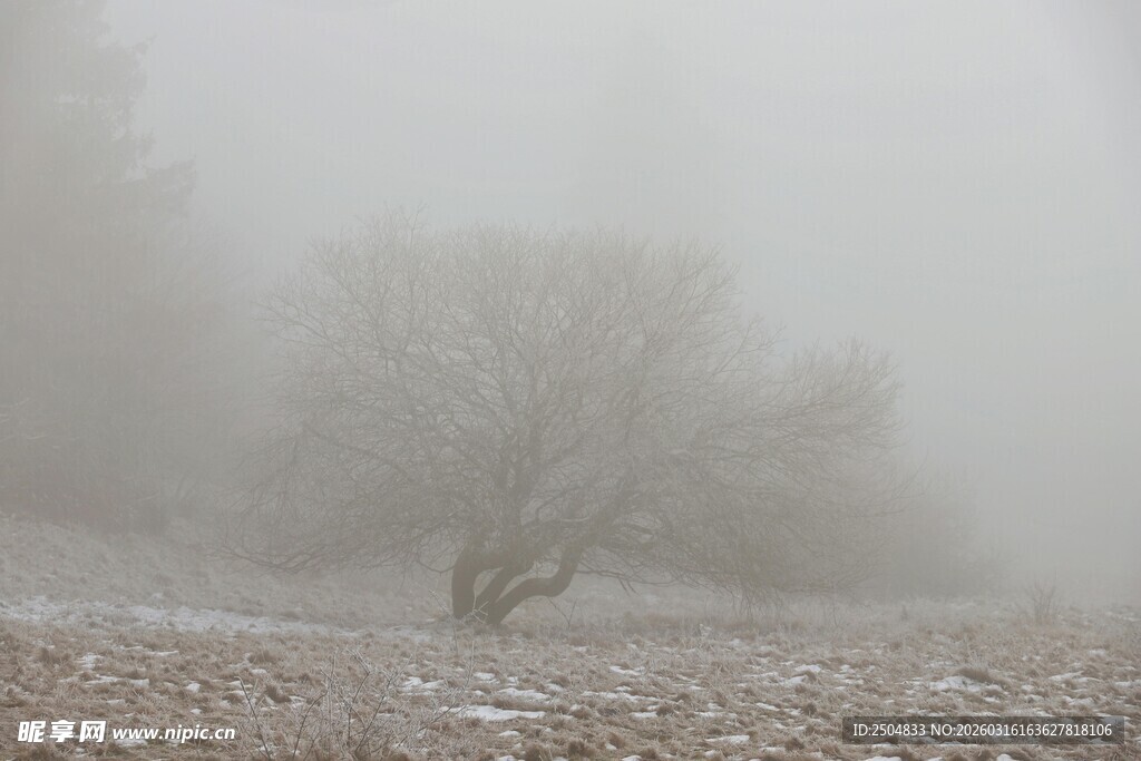 雾中孤树 尽显静谧之美
