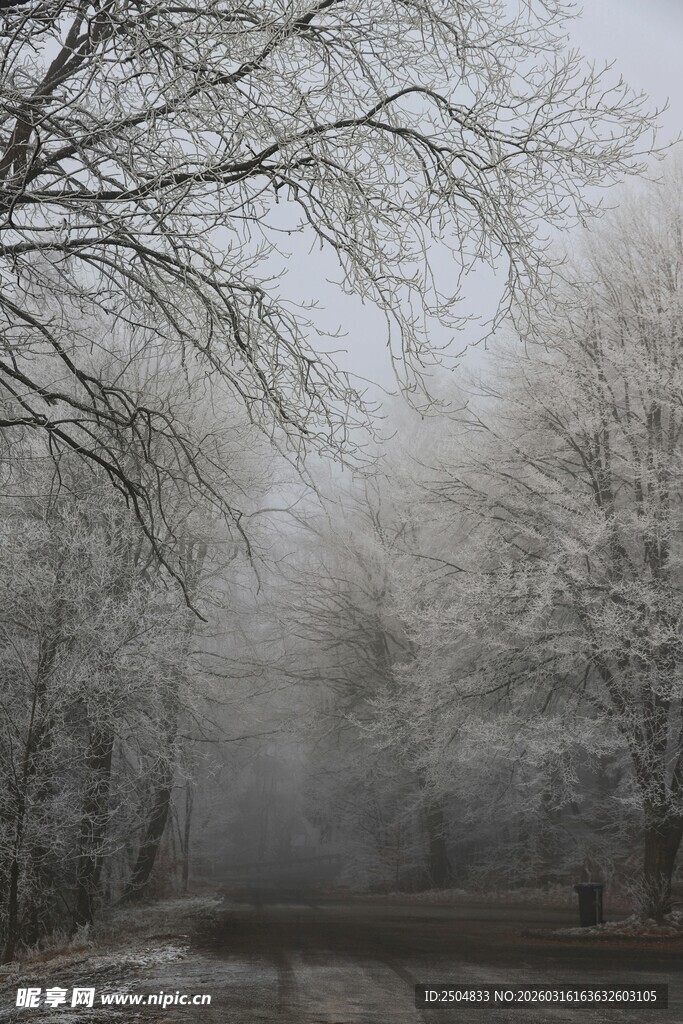 雾凇覆盖的静谧林间小道