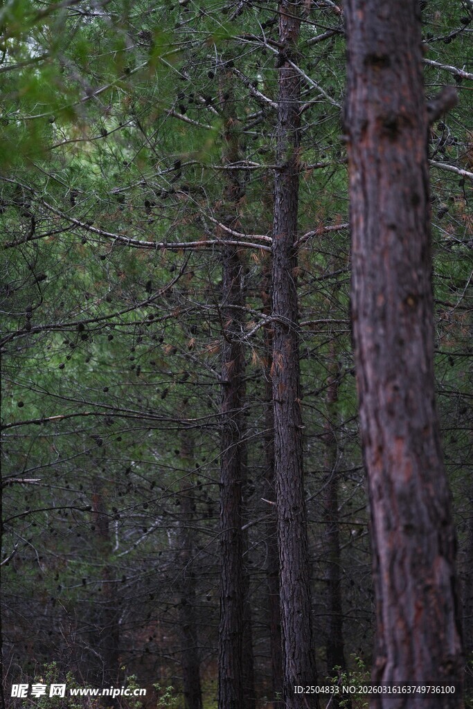 静谧森林中的高大树木