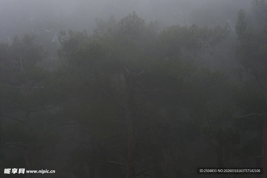 雾中朦胧树林景象