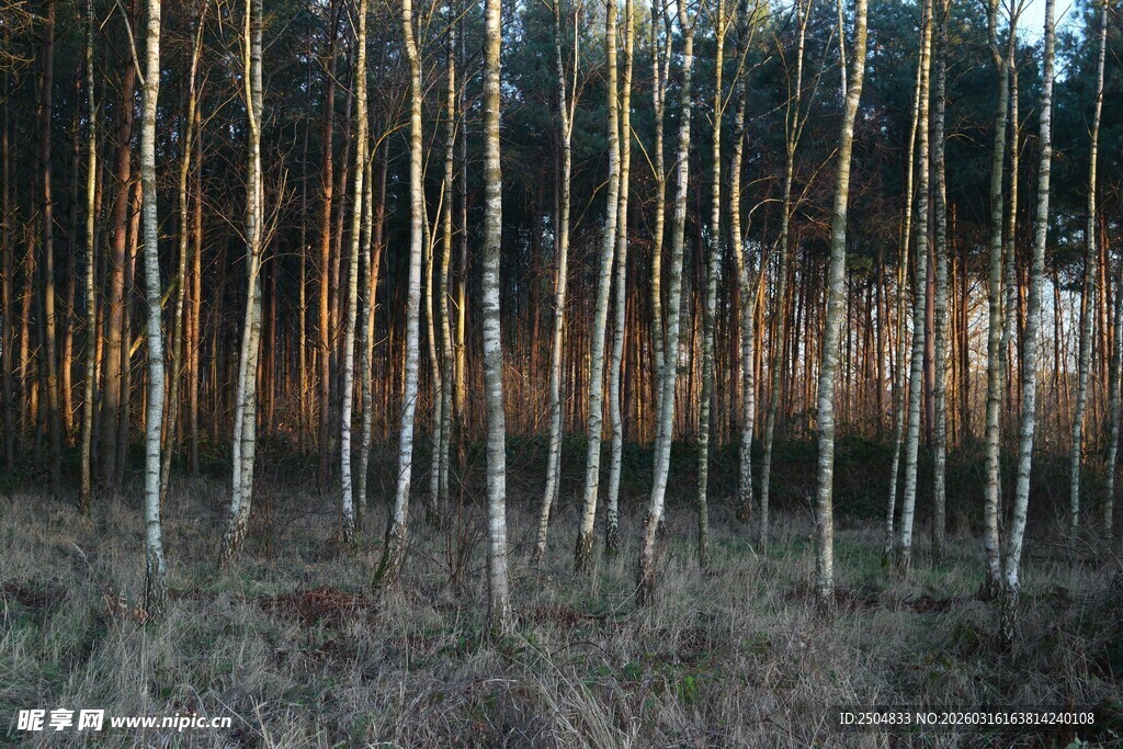冬日白杨林 静谧自然景